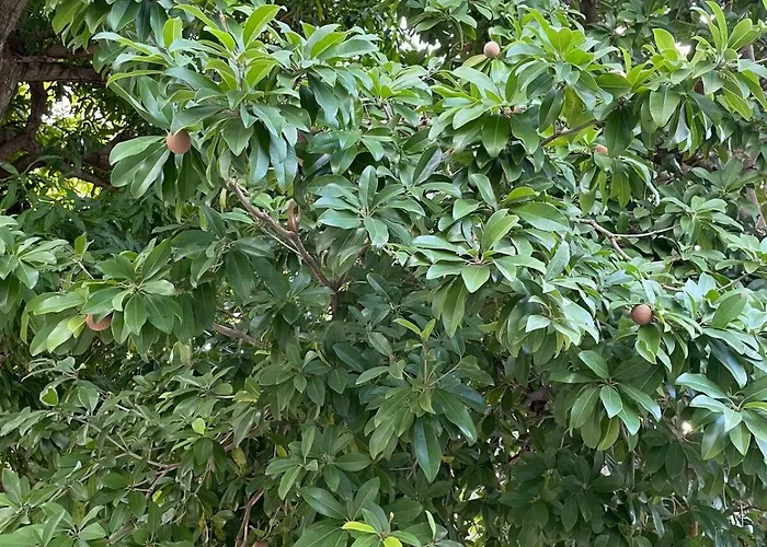 Jade Coast Getaway Near Apartment Montego Bay